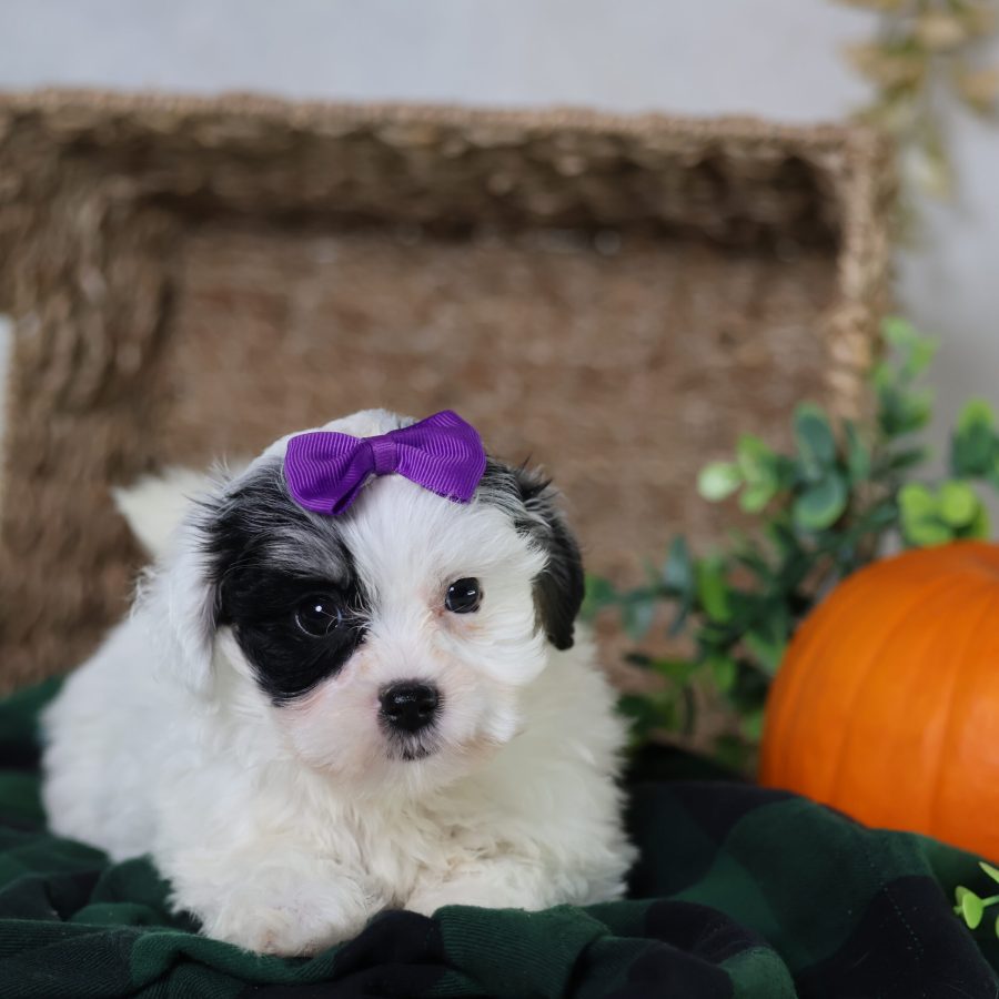 zuchon shichon puppies for sale
