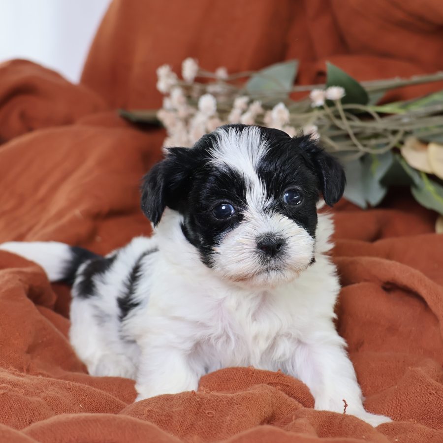 zuchon teddy bear dog