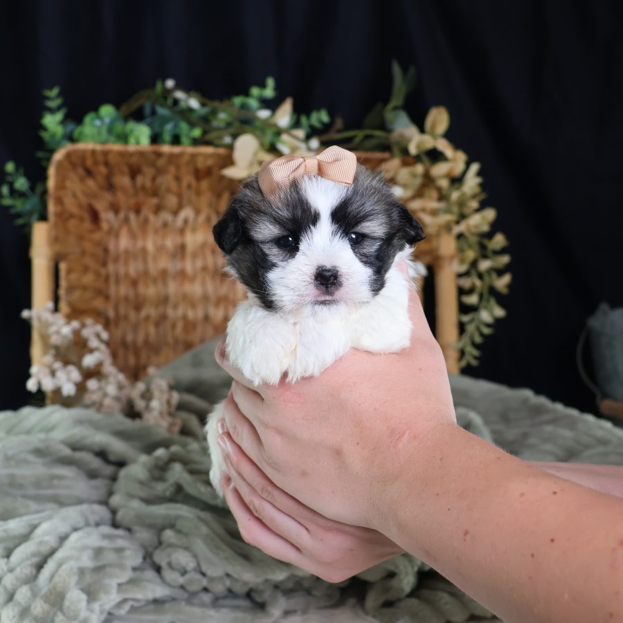 zuchon teddy bear dog