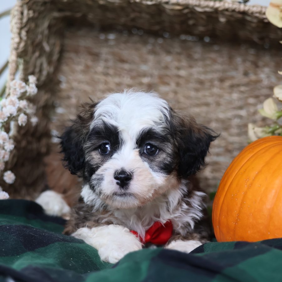 zuchon teddy bear puppies