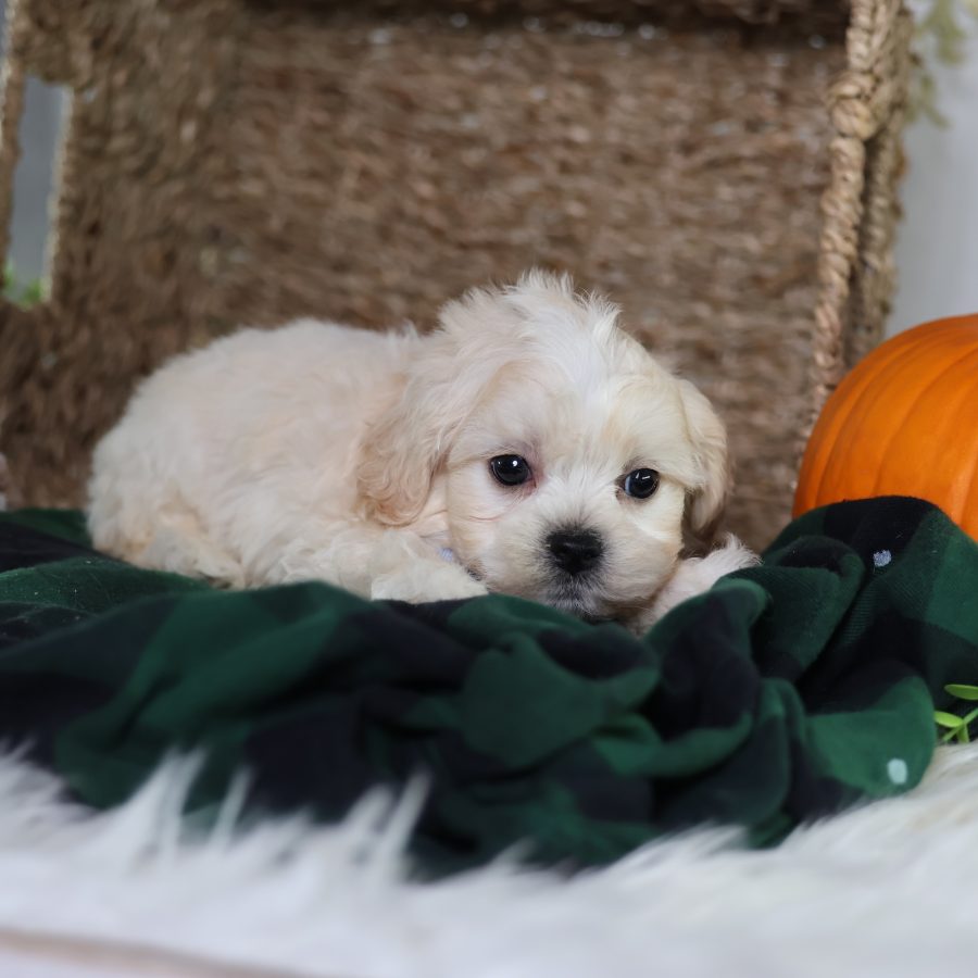 zuchon teddy bear puppies