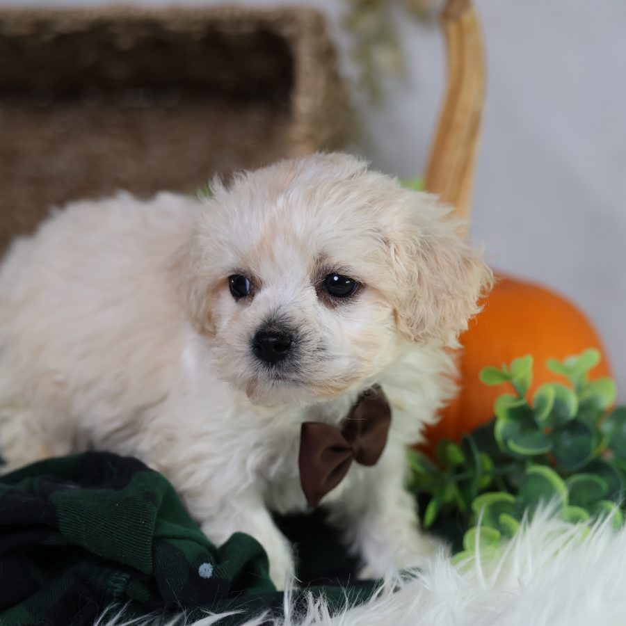 zuchon teddy bear puppies