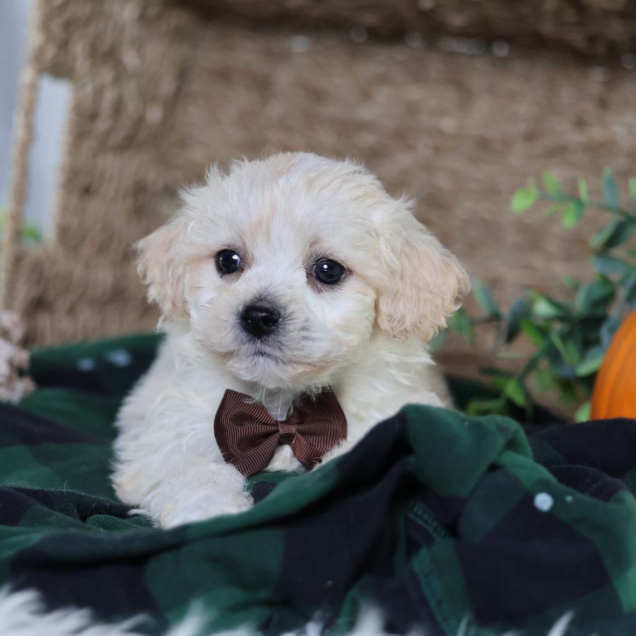 zuchon teddy bear puppies for sale