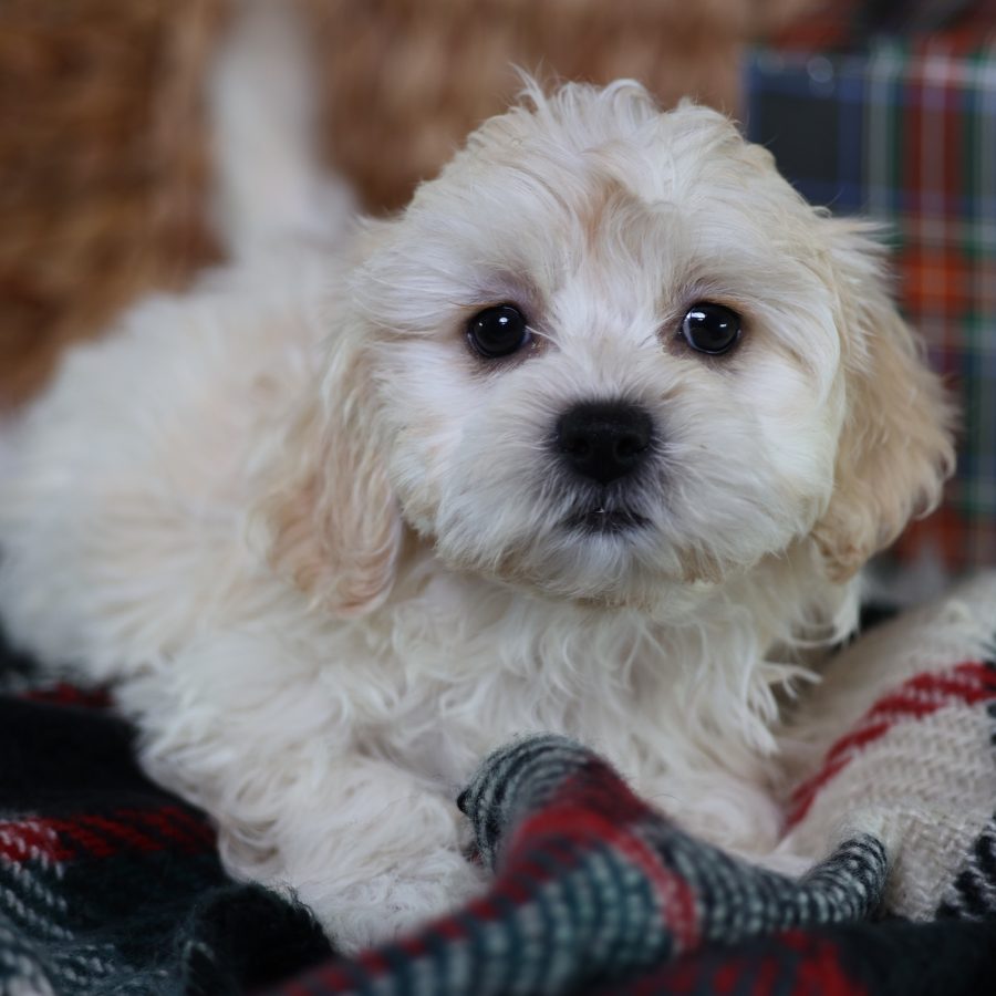 zuchon teddy bear puppies for sale