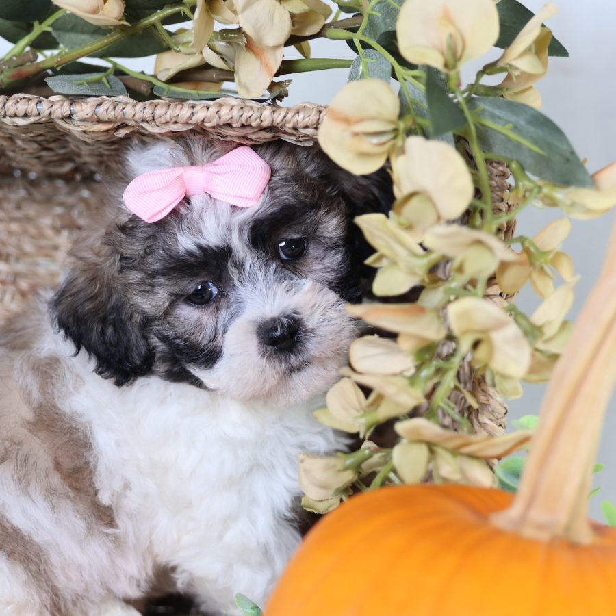 zuchon teddy bear puppies for sale