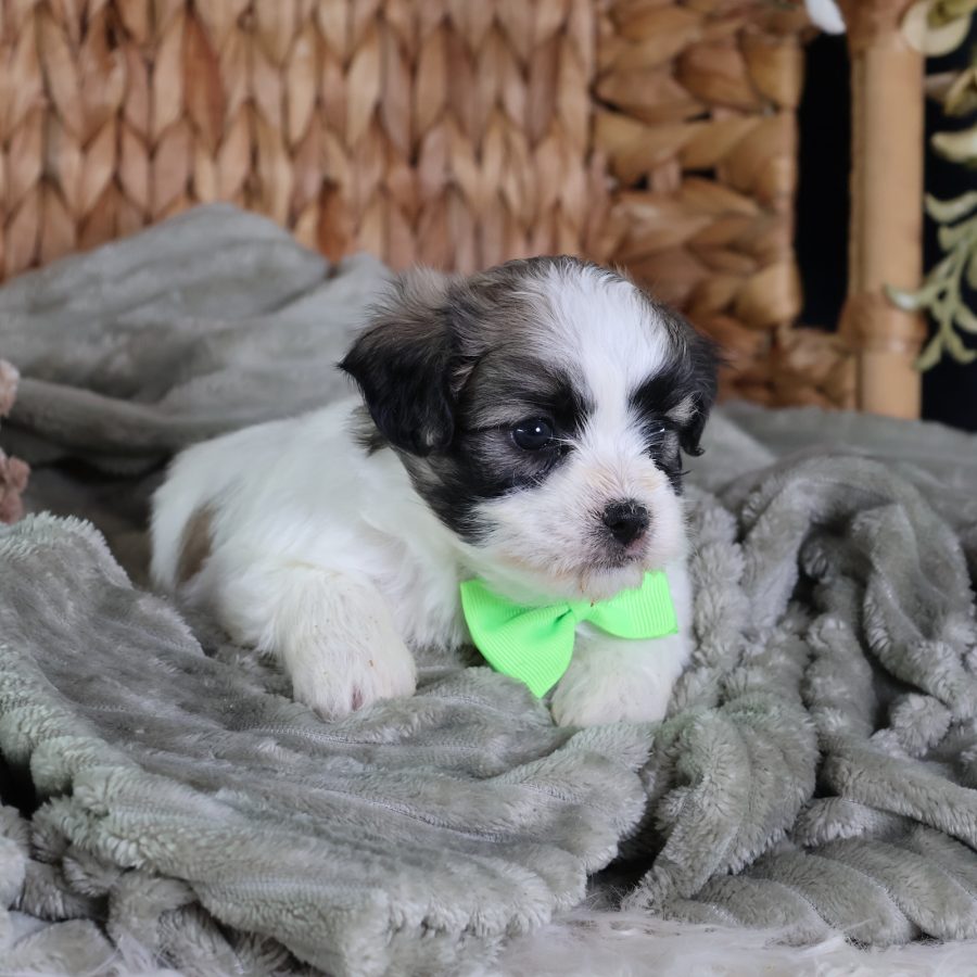 zuchon teddy bear puppies