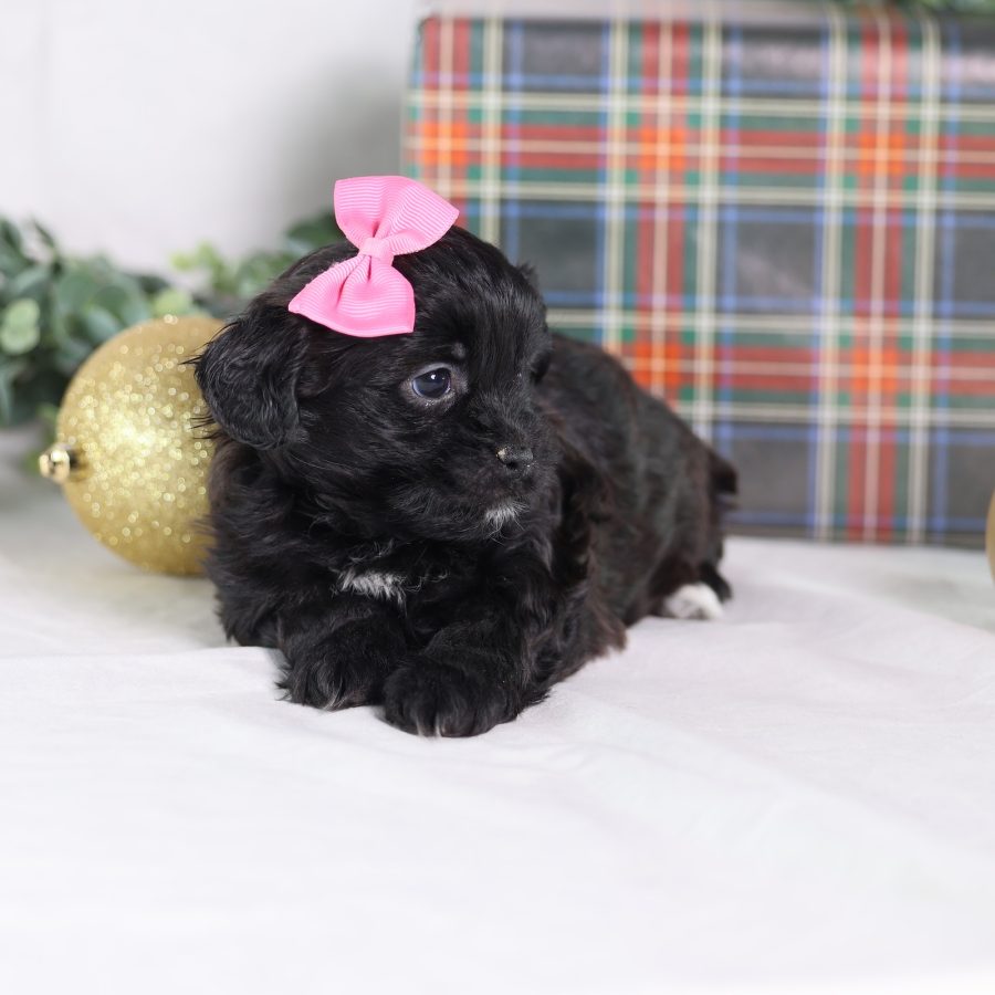 zuchon teddy bear puppies