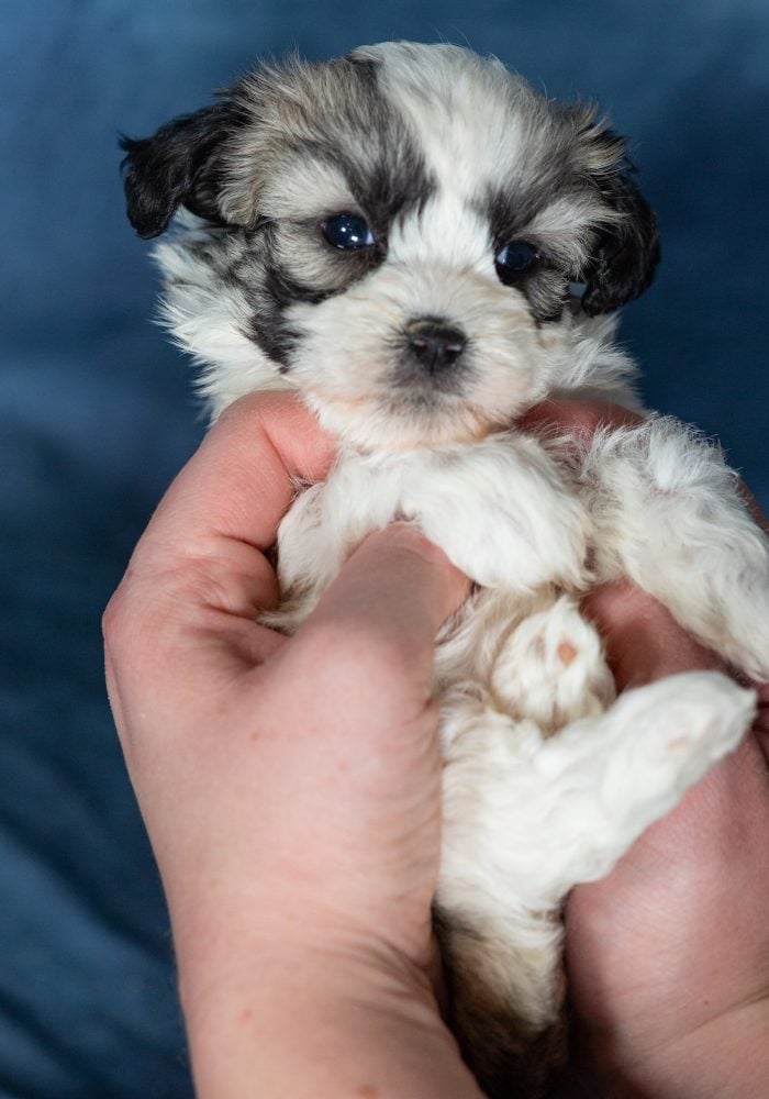 zuchon teddy bear puppies