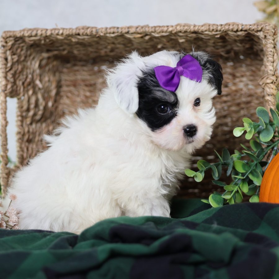 zuchon teddy bear puppies